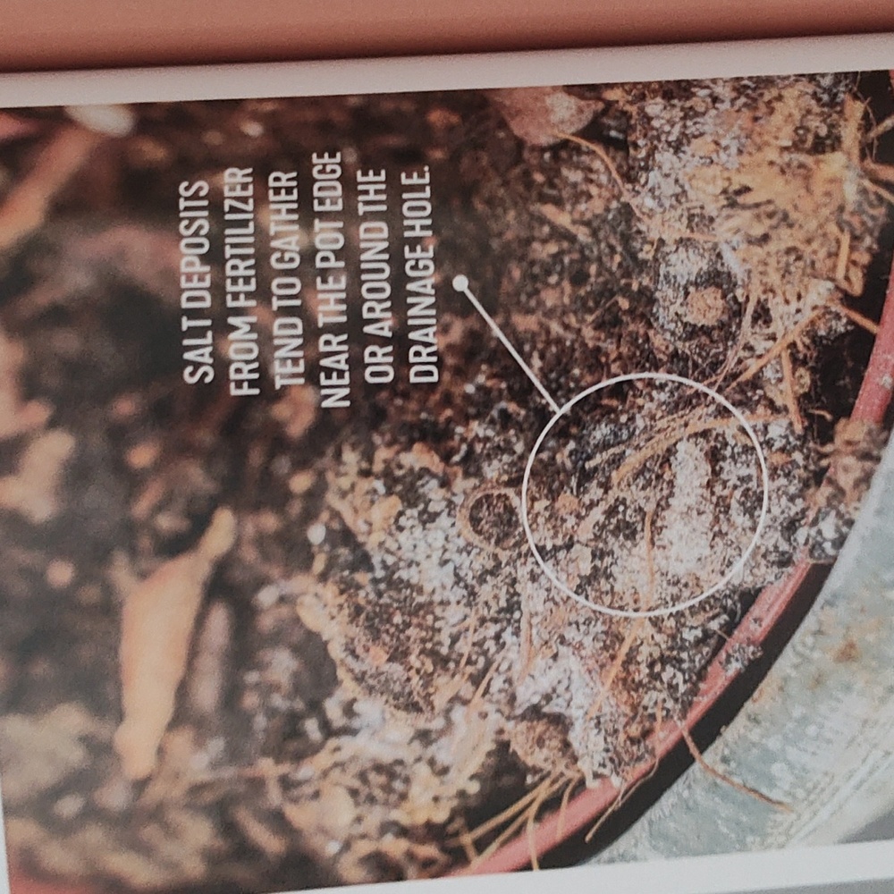 MAGAZINE: HOUSEPLANTS - Picture 11 of 15